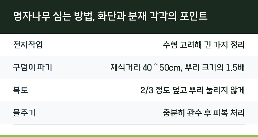 명자나무 심는 방법, 화단과 분재 각각의 포인트