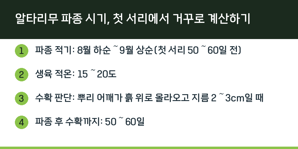 알타리무 파종 시기, 첫 서리에서 거꾸로 계산하기