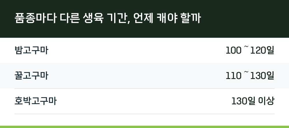 품종마다 다른 생육 기간, 언제 캐야 할까