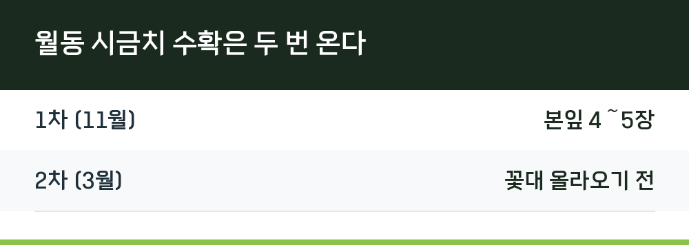 월동 시금치 수확은 두 번 온다