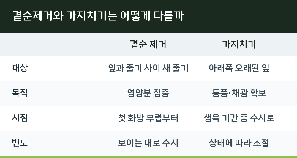 곁순제거와 가지치기는 어떻게 다를까