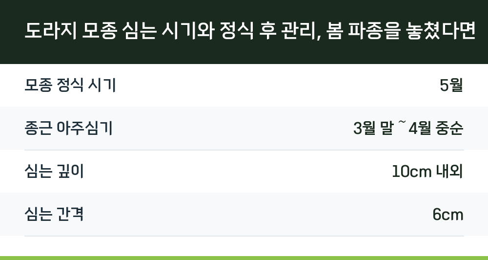 도라지 모종 심는 시기와 정식 후 관리, 봄 파종을 놓쳤다면