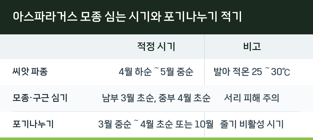 아스파라거스 모종 심는 시기와 포기나누기 적기