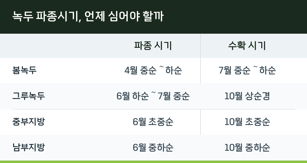녹두 파종시기, 언제 심어야 할까