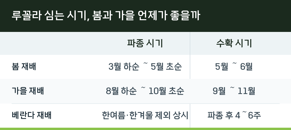 루꼴라 심는 시기, 봄과 가을 언제가 좋을까