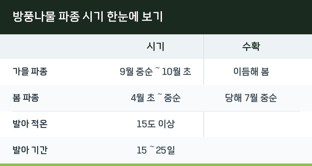 방풍나물 파종 시기 한눈에 보기