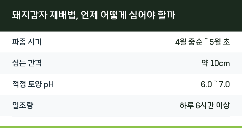 돼지감자 재배법, 언제 어떻게 심어야 할까
