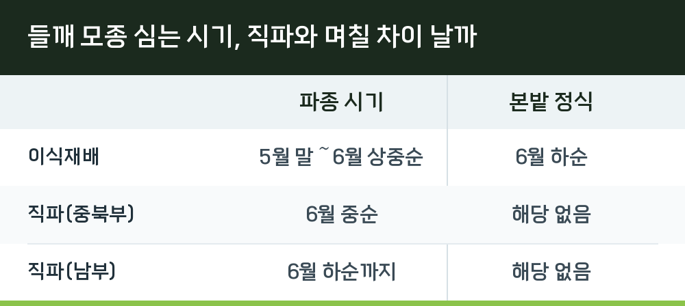들깨 모종 심는 시기, 직파와 며칠 차이 날까