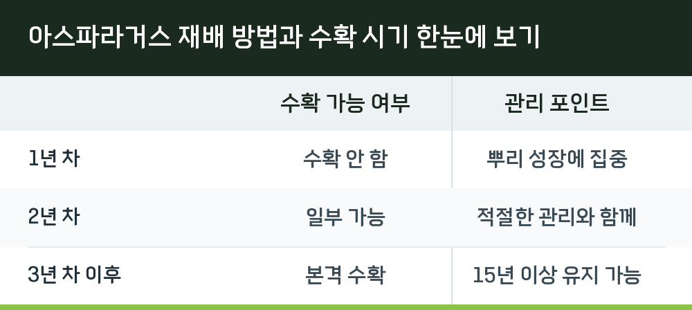 아스파라거스 재배 방법과 수확 시기 한눈에 보기