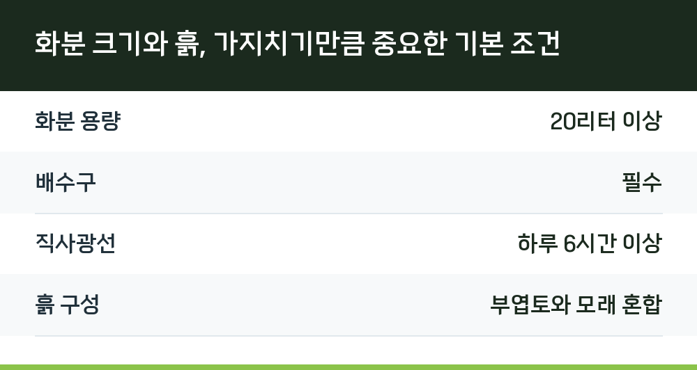 화분 크기와 흙, 가지치기만큼 중요한 기본 조건