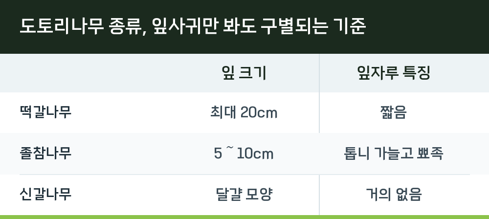 도토리나무 종류, 잎사귀만 봐도 구별되는 기준