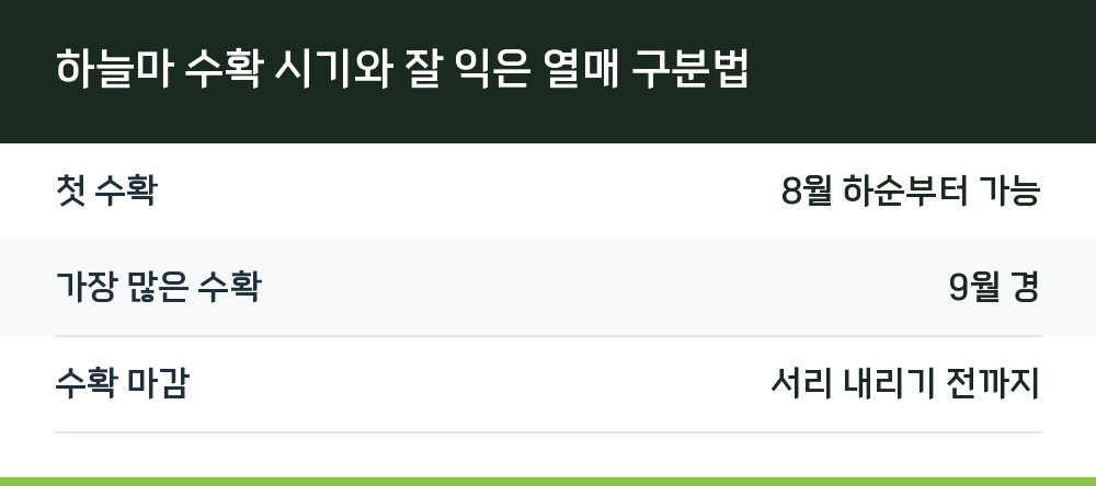하늘마 수확 시기와 잘 익은 열매 구분법