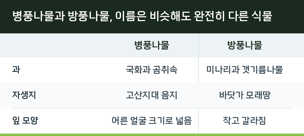 병풍나물과 방풍나물, 이름은 비슷해도 완전히 다른 식물
