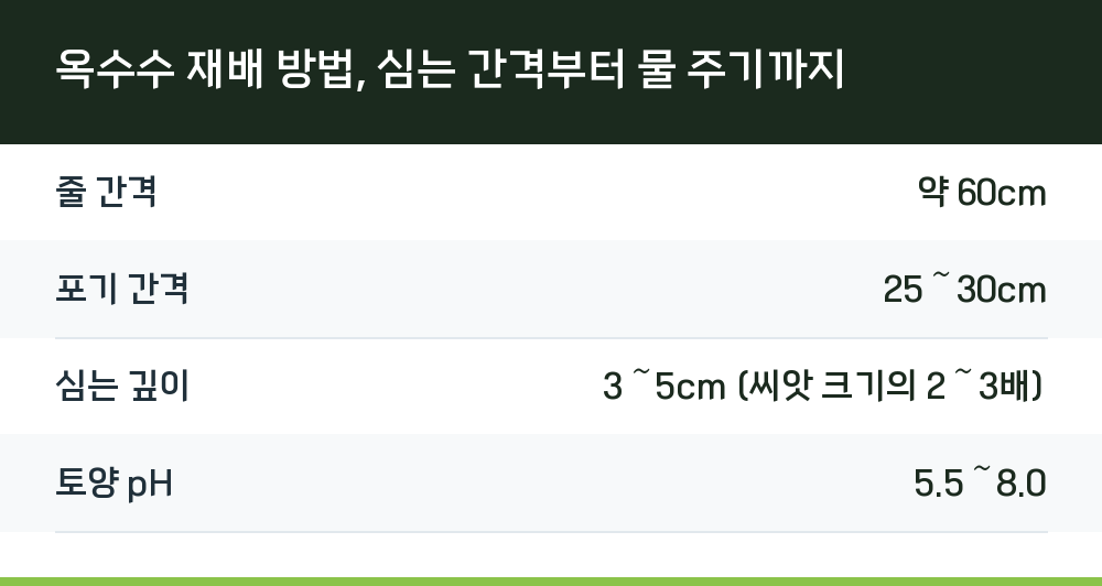 옥수수 재배 방법, 심는 간격부터 물 주기까지