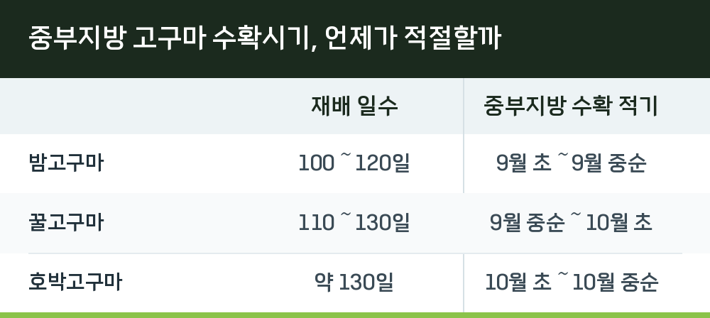 중부지방 고구마 수확시기, 언제가 적절할까