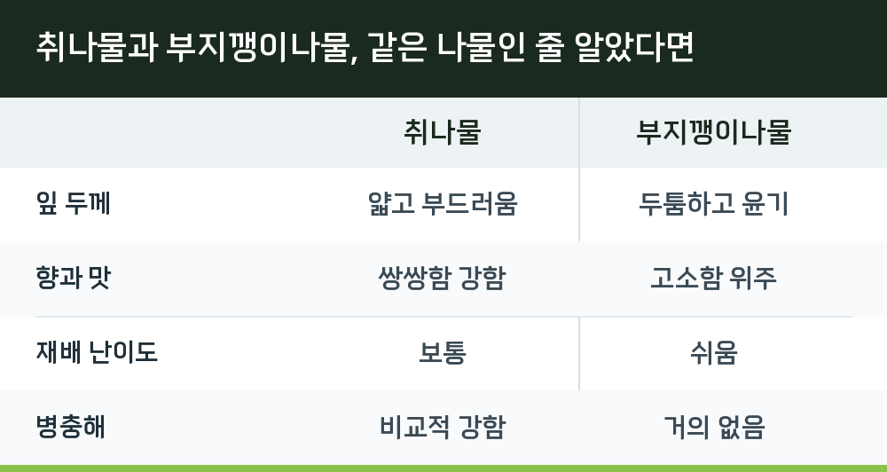 취나물과 부지깽이나물, 같은 나물인 줄 알았다면