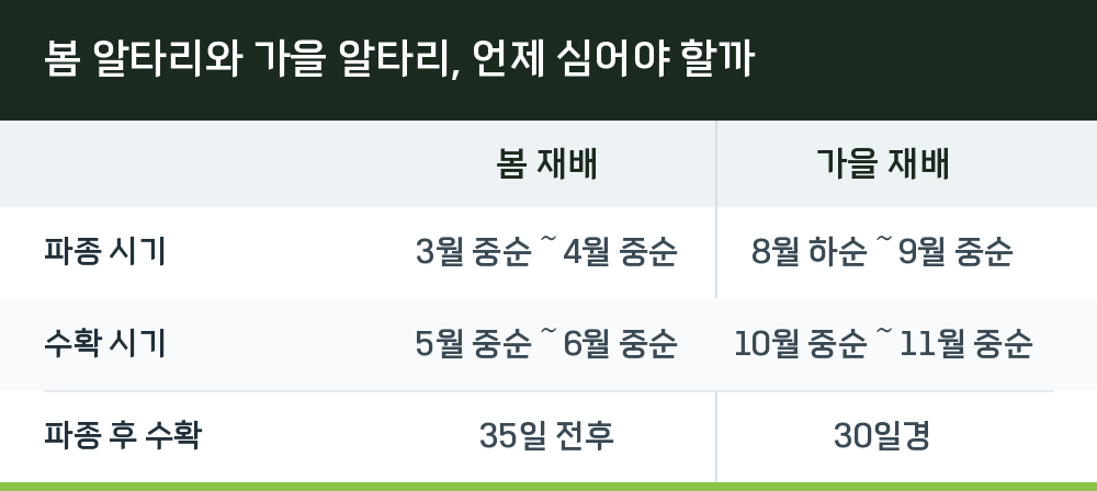 봄 알타리와 가을 알타리, 언제 심어야 할까