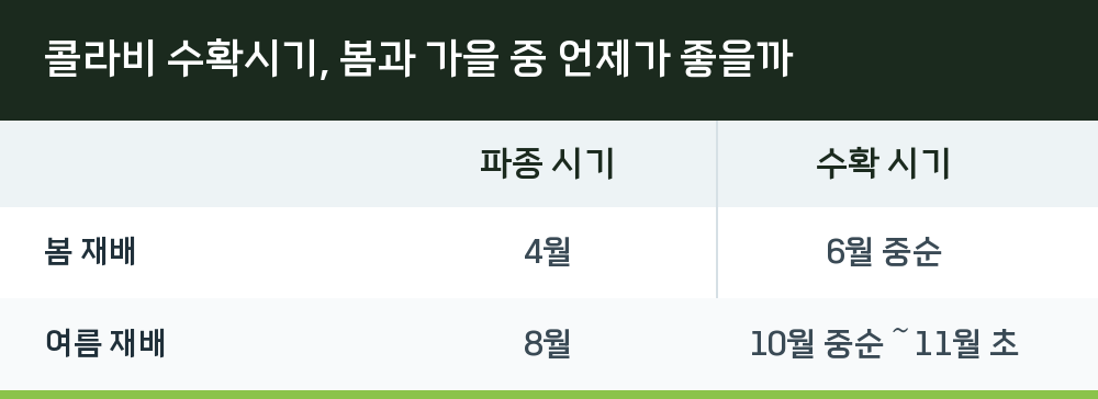 콜라비 수확시기, 봄과 가을 중 언제가 좋을까