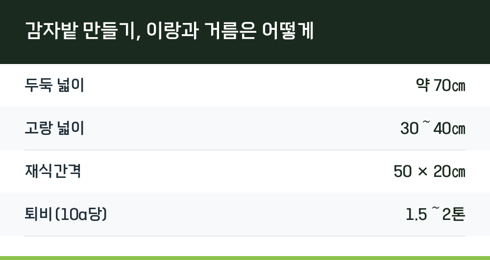 감자밭 만들기, 이랑과 거름은 어떻게