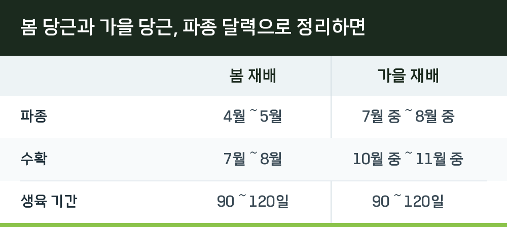 봄 당근과 가을 당근, 파종 달력으로 정리하면