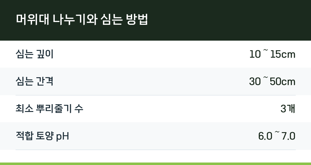 머위대 나누기와 심는 방법