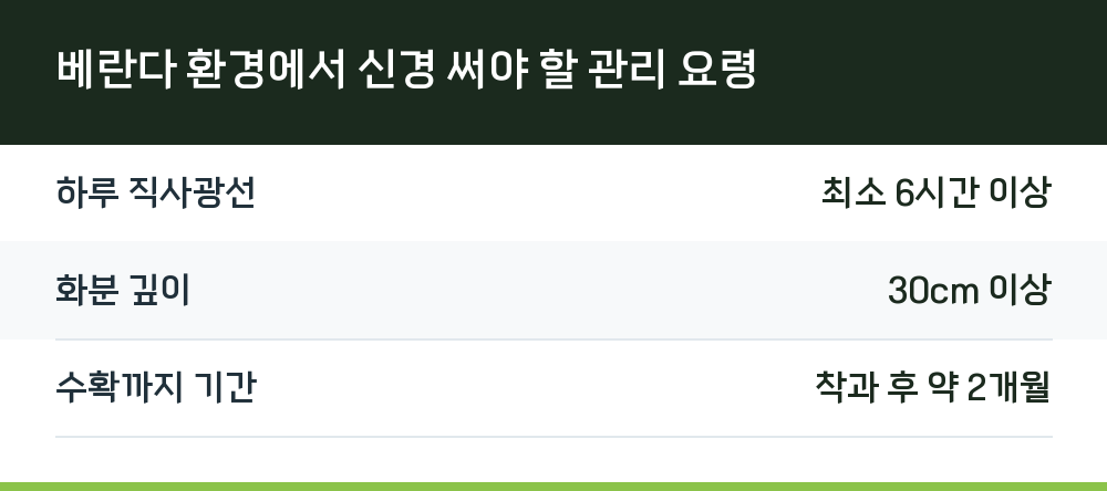베란다 환경에서 신경 써야 할 관리 요령