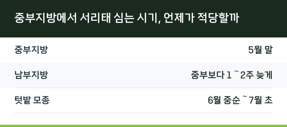 중부지방에서 서리태 심는 시기, 언제가 적당할까