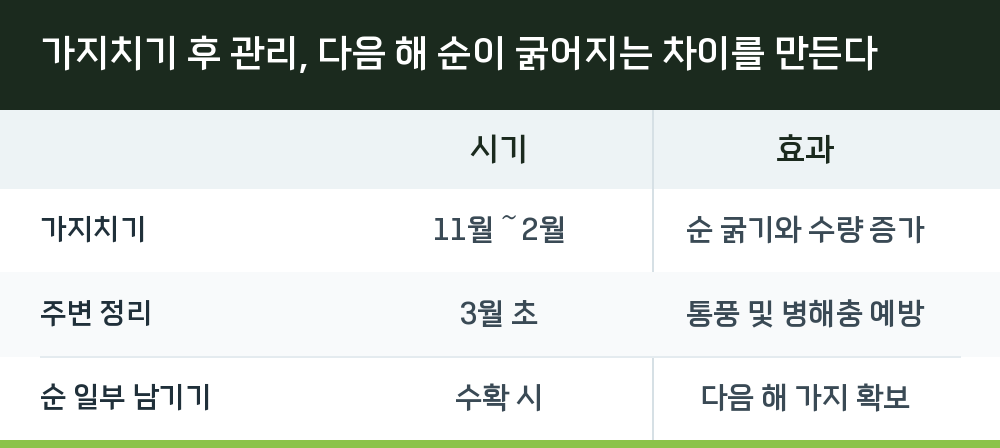 가지치기 후 관리, 다음 해 순이 굵어지는 차이를 만든다
