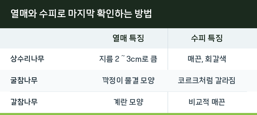 열매와 수피로 마지막 확인하는 방법