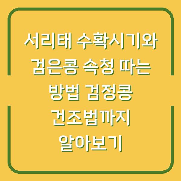 서리태 수확시기와 검은콩 속청 따는 방법 검정콩 건조법까지 알아보기