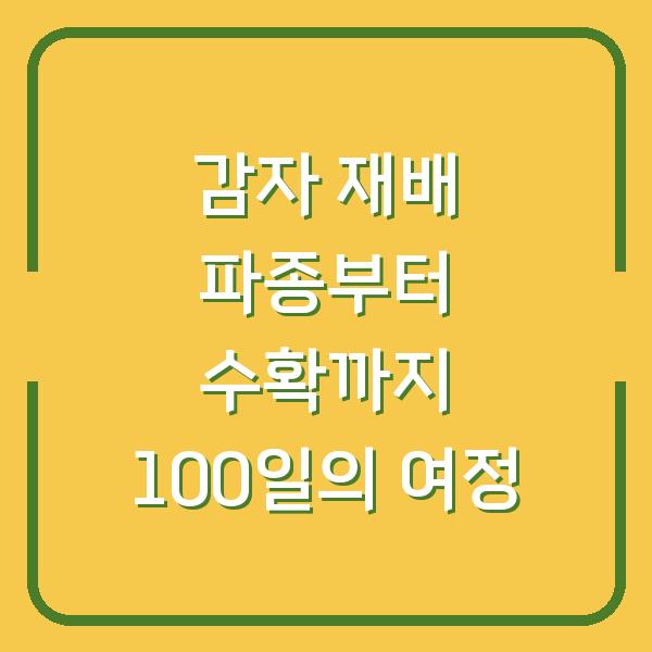 감자 재배 파종부터 수확까지 100일의 여정