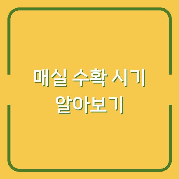 매실 수확 시기 알아보기