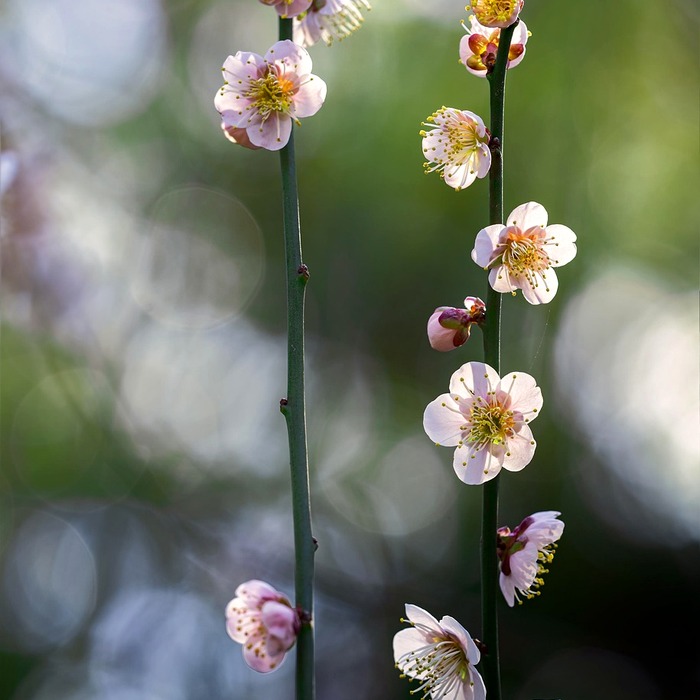 초기 투자 비용