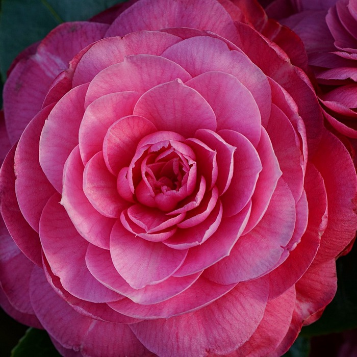 K패스-동백 정보