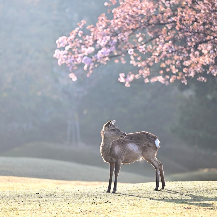 벚꽃 캠핑장