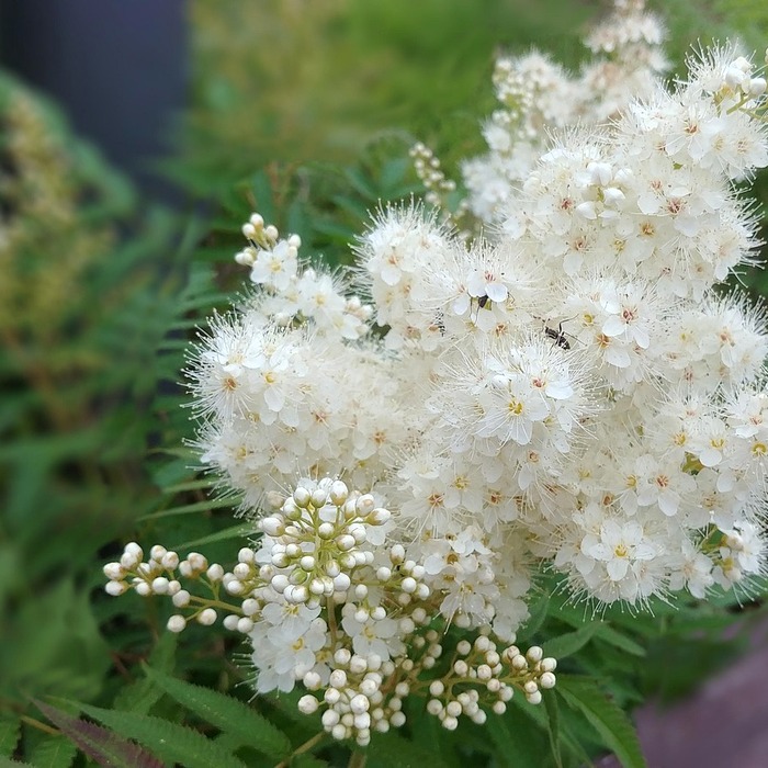 한방 약재