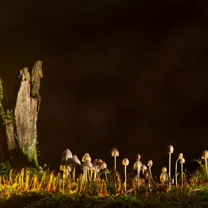 젖비단그물버섯