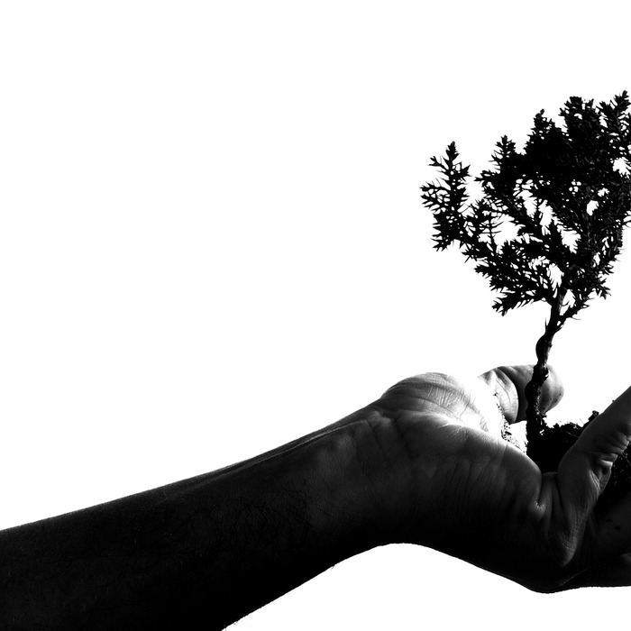 식물 배치 아이디어