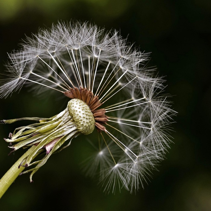 패션 후르츠 씨앗