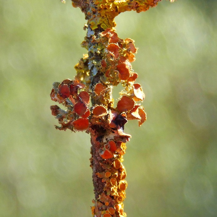 스피도 센터 스노클