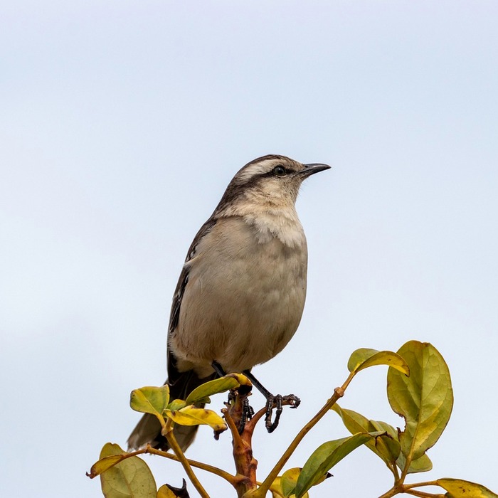 시험 일정 캘린더