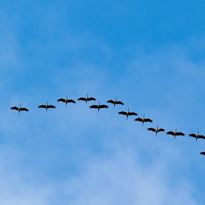 파이코인 마이그레이션