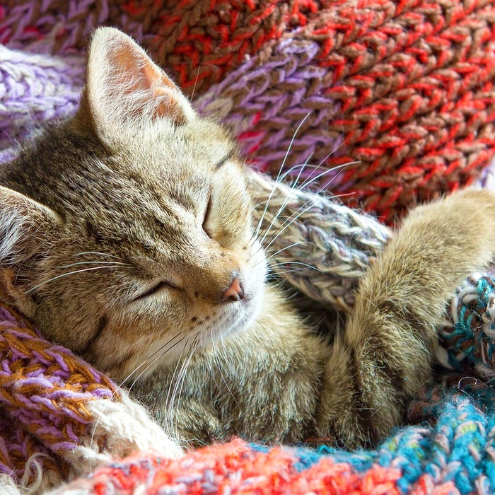 새끼 고양이 꿈