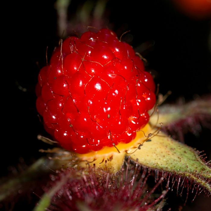 일본인 가옥거리