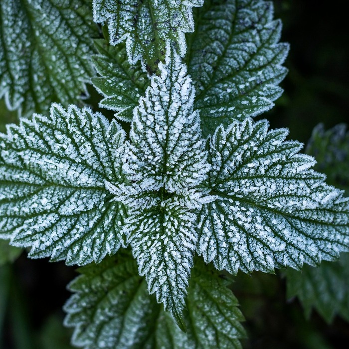 열꽃 두드러기 증상
