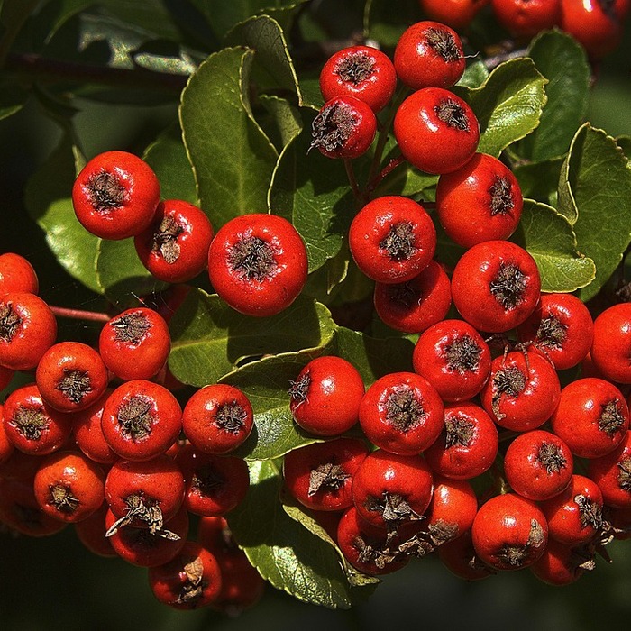 네순도르마 아리아