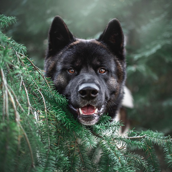 강아지 피부 혹