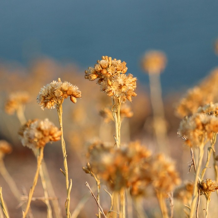 에버랜드 큐패스