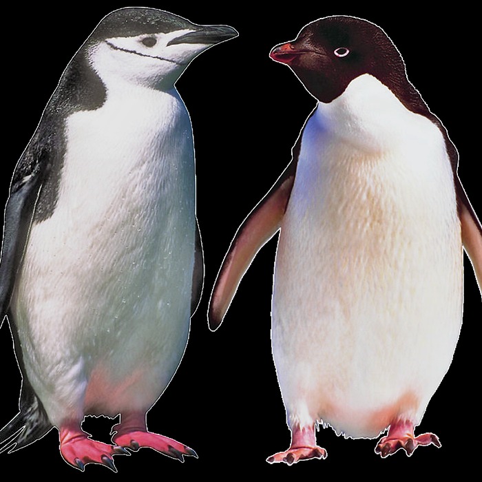 남극 얼음 대륙