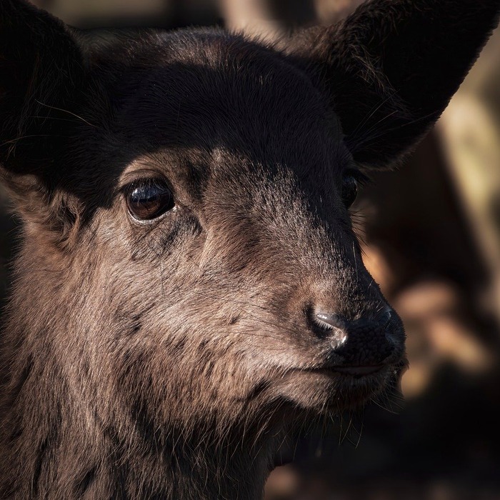 극한 환경 생명체